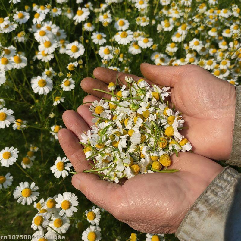 ดอกคาโมไมล์แห้งธรรมชาติ 100% พ - Chamomile Tea บทวิจารณ์และราคา